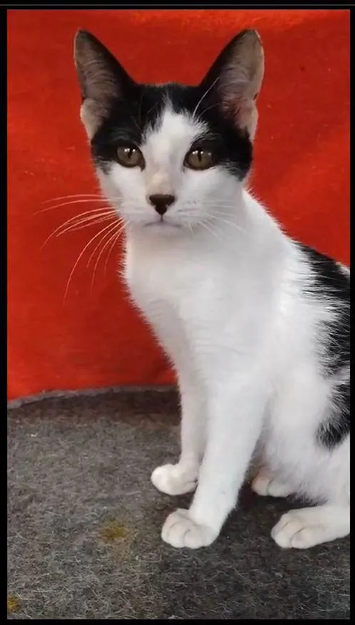 Gato ra a SRD-frajola idade 2 a 6 meses nome Faiska 