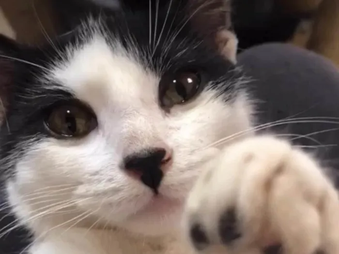 Gato ra a SRD-frajola idade 2 a 6 meses nome Faiska 