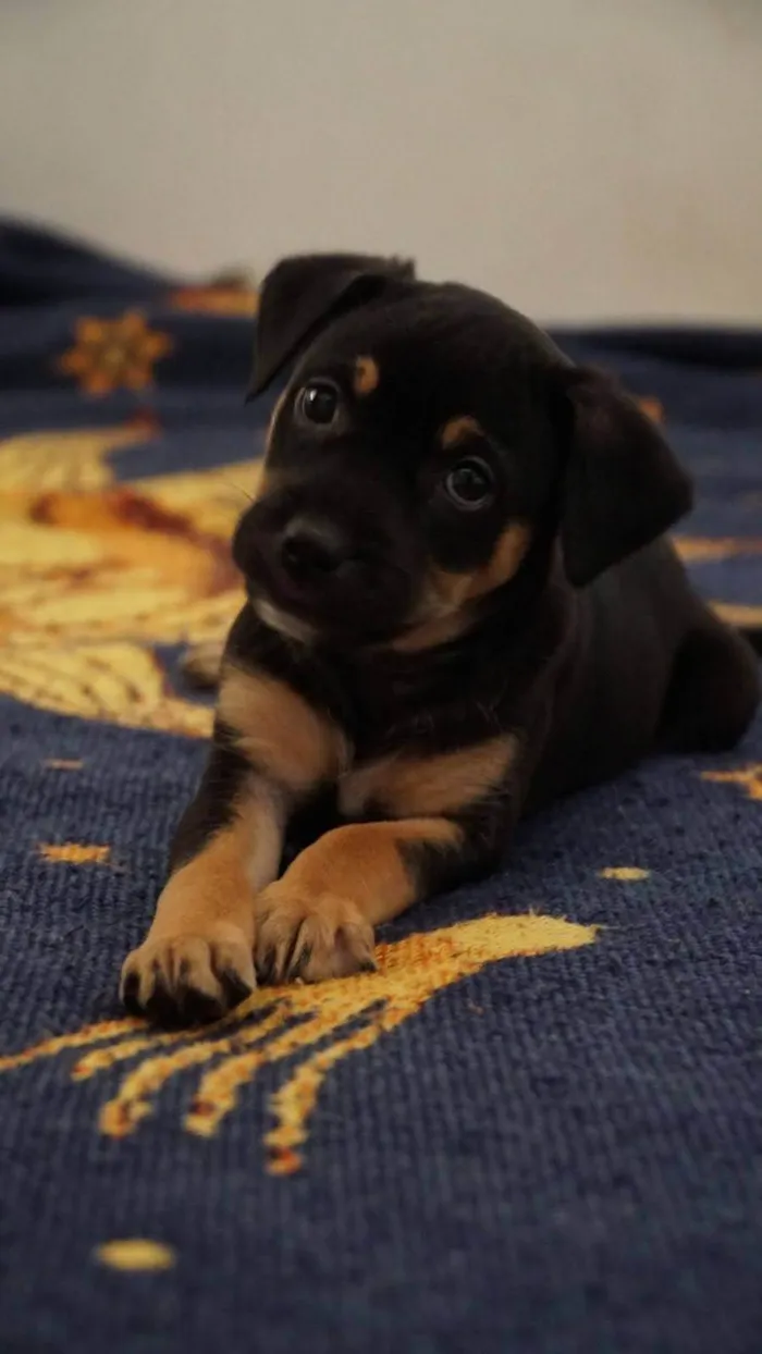 Cachorro ra a SRD-ViraLata idade 2 a 6 meses nome Akyra e Ayra