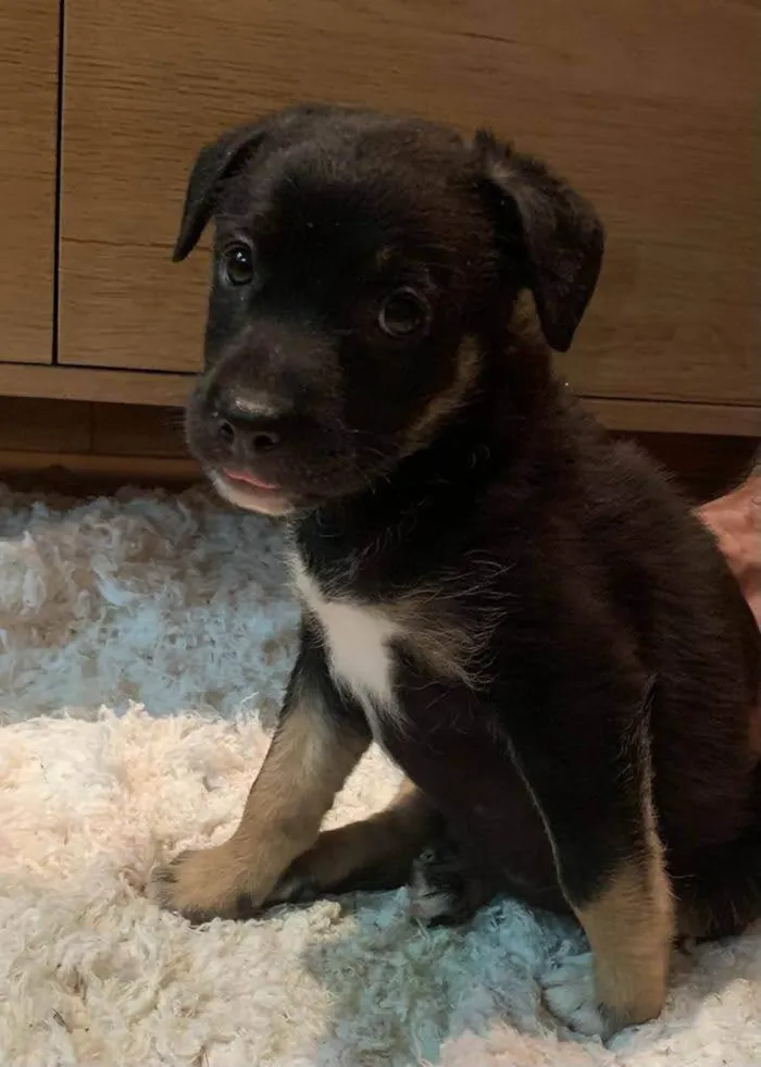 Cachorro ra a SRD-ViraLata idade 2 a 6 meses nome Akyra e Ayra