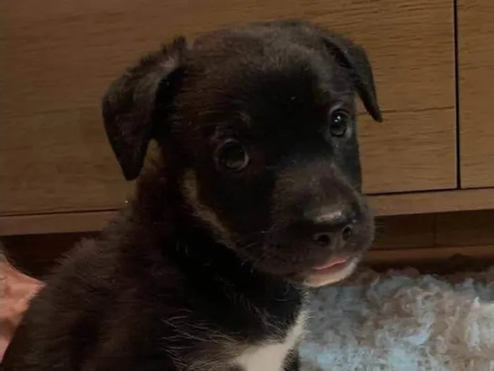 Cachorro ra a SRD-ViraLata idade 2 a 6 meses nome Akyra e Ayra