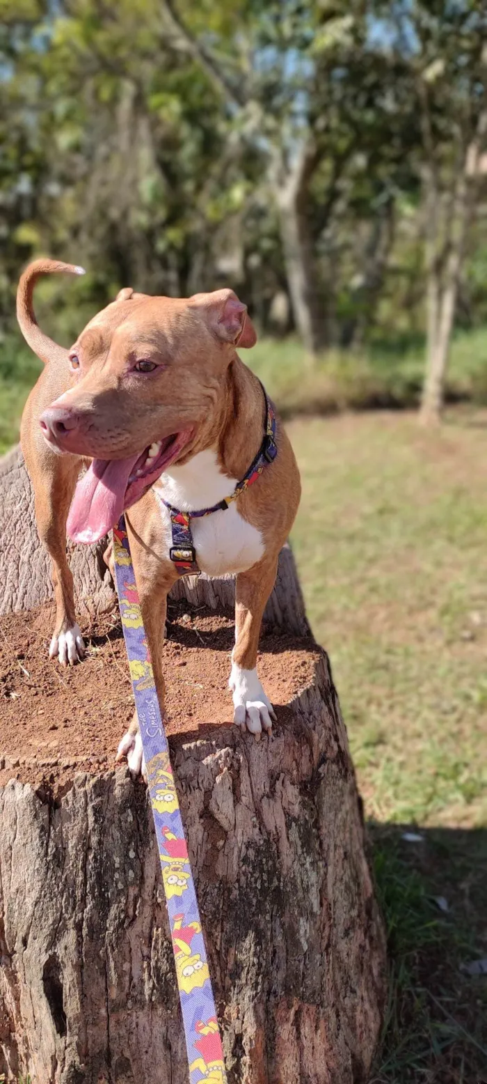 Cachorro ra a Pitbull  idade 6 ou mais anos nome Honey 