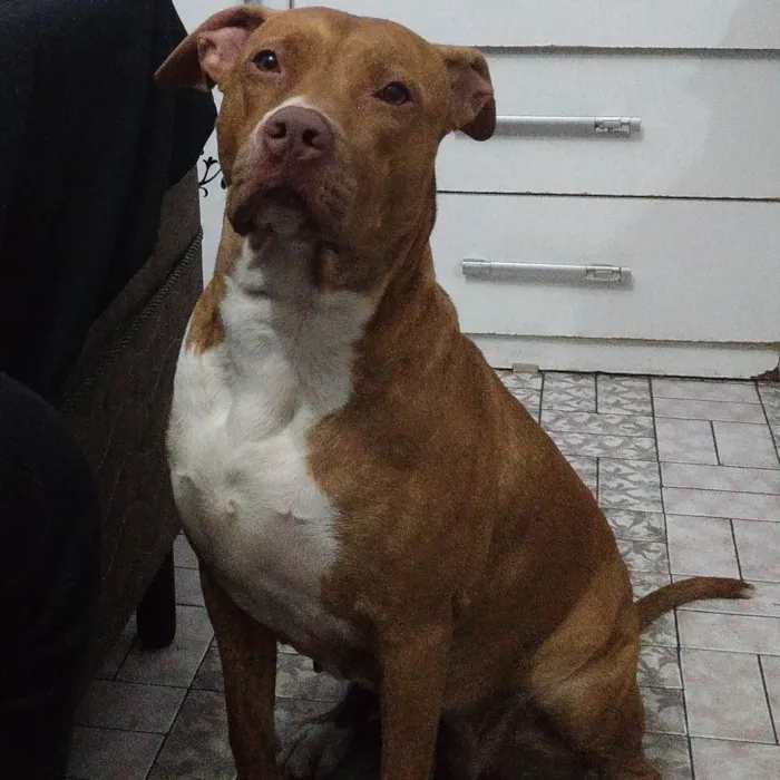 Cachorro ra a Pitbull  idade 6 ou mais anos nome Honey 