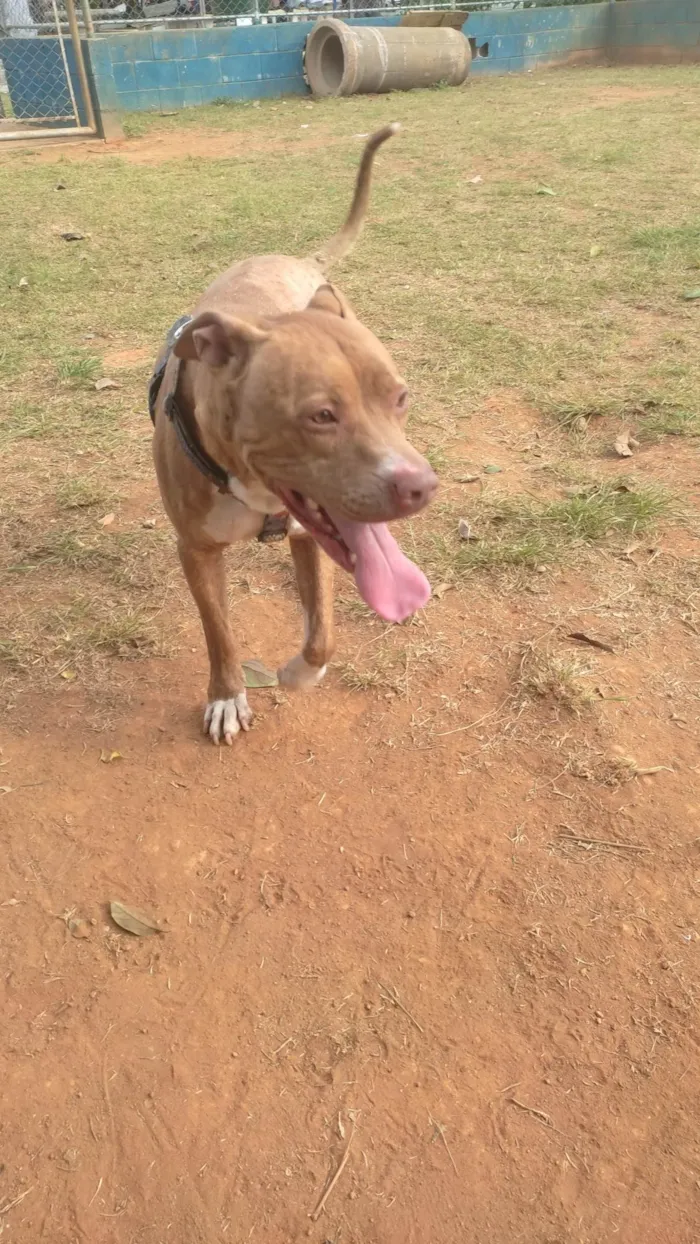 Cachorro ra a Pitbull  idade 6 ou mais anos nome Honey 