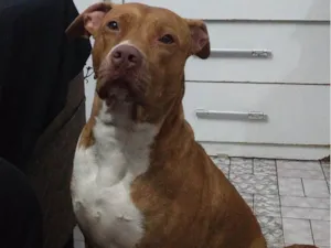 Cachorro raça Pitbull  idade 6 ou mais anos nome Honey 