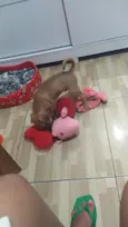 Olaf