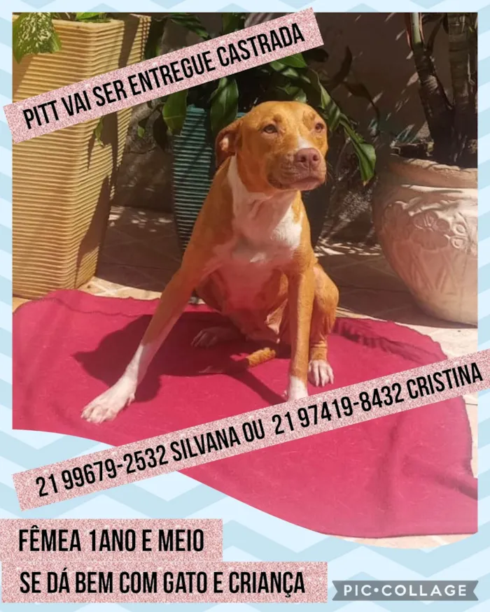Cachorro ra a Pit-Bull mestiça  idade 2 anos nome Hany