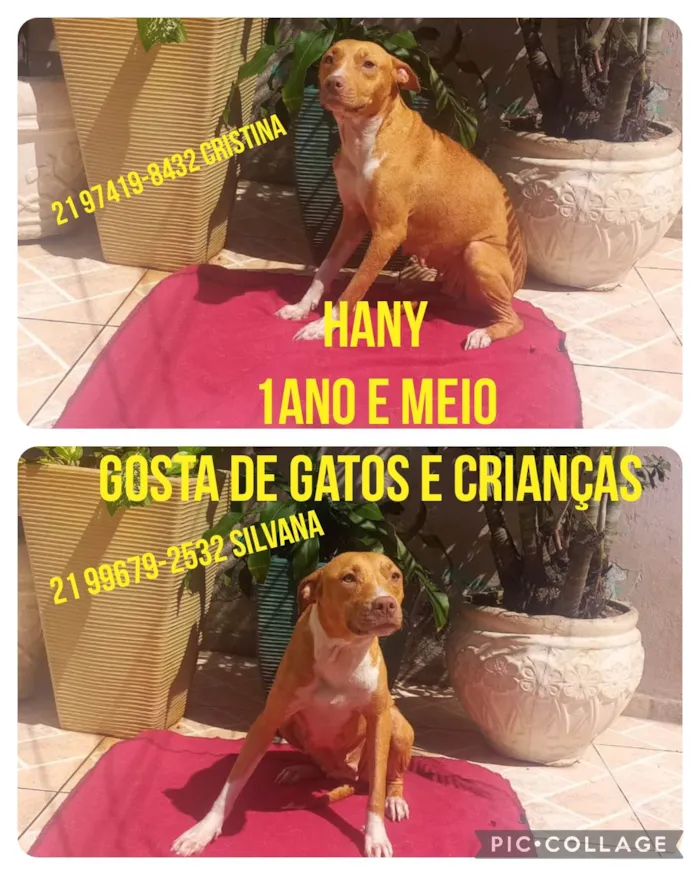 Cachorro ra a Pit-Bull mestiça  idade 2 anos nome Hany