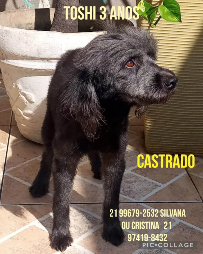 Cachorro ra a Srd mestiço com Shitzu  idade 3 anos nome Toshi 