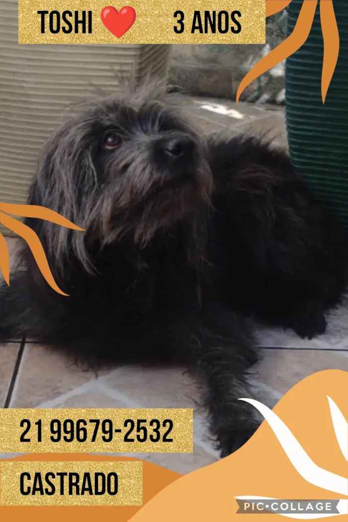 Cachorro ra a Srd mestiço com Shitzu  idade 3 anos nome Toshi 