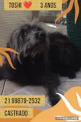 Toshi