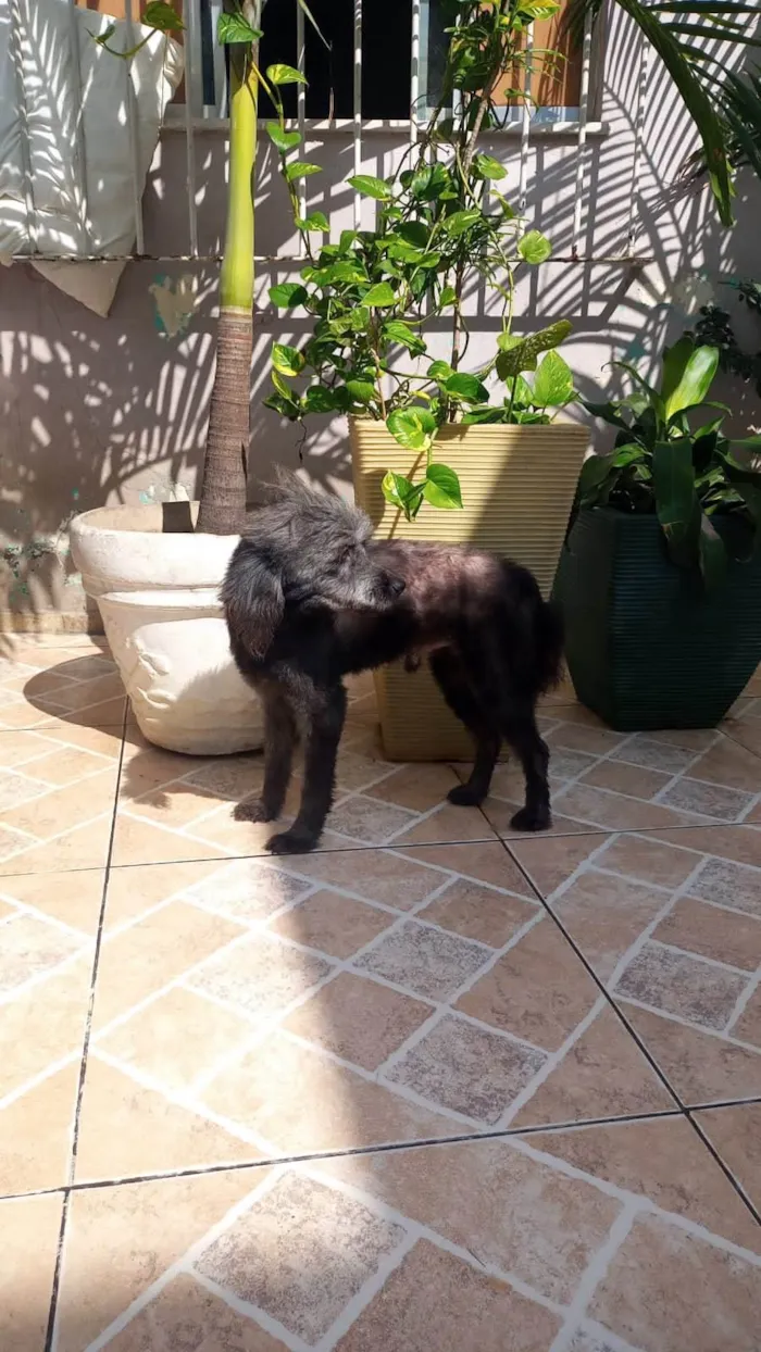 Cachorro ra a Srd mestiço com Shitzu  idade 3 anos nome Toshi 