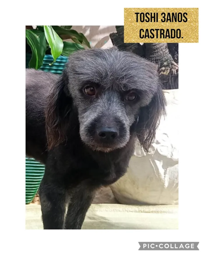 Cachorro ra a Srd mestiço com Shitzu  idade 3 anos nome Toshi 