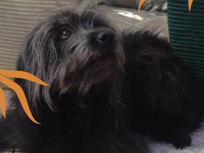 Cachorro ra a Srd mestiço com Shitzu  idade 3 anos nome Toshi 