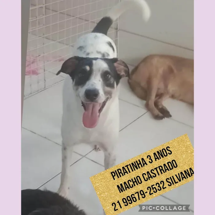 Cachorro ra a Srd idade 3 anos nome Floquinho ou Pirata