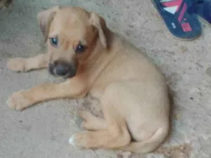 Cachorro raça Não sei identificar  idade Abaixo de 2 meses nome Olaf