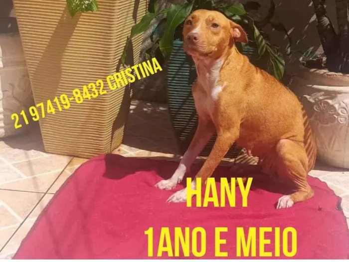Cachorro ra a Pit-Bull mestiça  idade 2 anos nome Hany