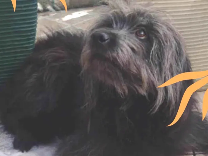 Cachorro ra a Srd mestiço com Shitzu  idade 3 anos nome Toshi 
