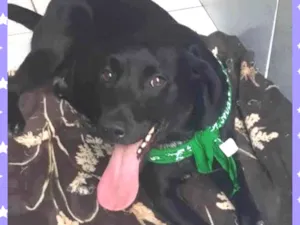 Cachorro raça SRD labrador  idade 3 anos nome Roquinho 