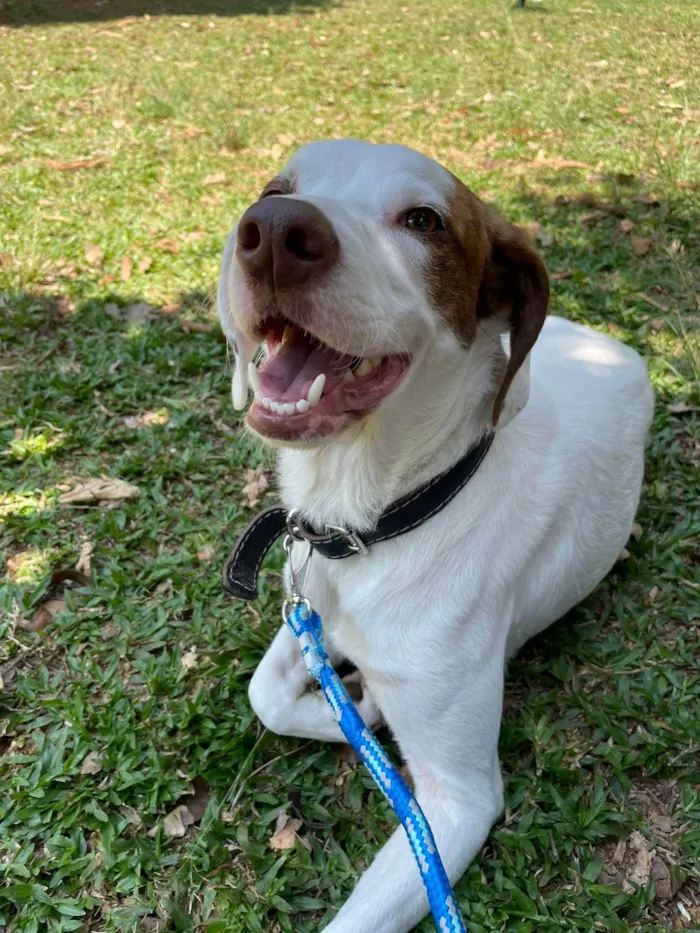 Cachorro ra a SRD-ViraLata idade 1 ano nome Costelinha