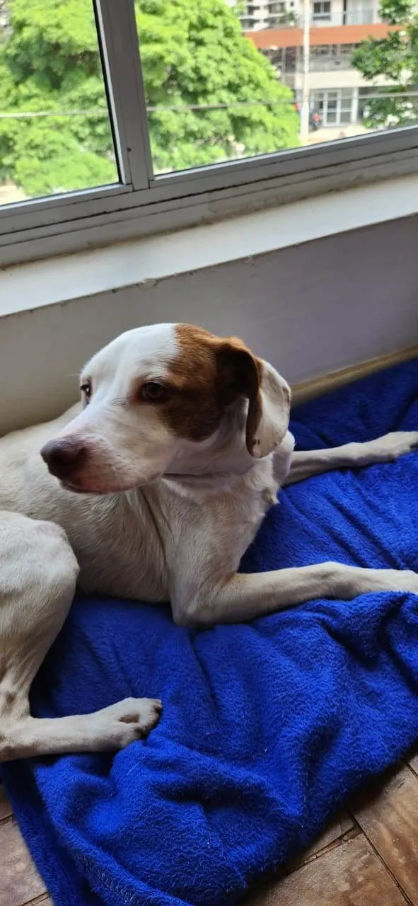 Cachorro ra a SRD-ViraLata idade 1 ano nome Costelinha