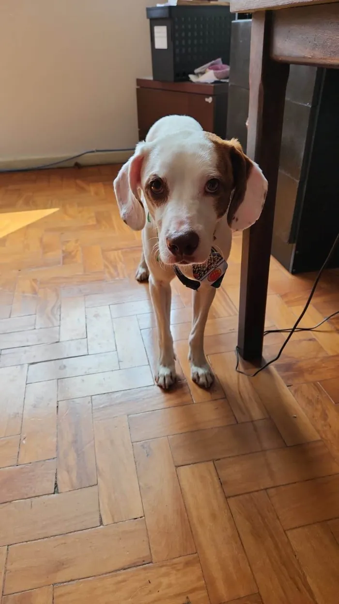Cachorro ra a SRD-ViraLata idade 1 ano nome Costelinha