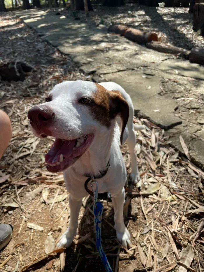 Cachorro ra a SRD-ViraLata idade 1 ano nome Costelinha