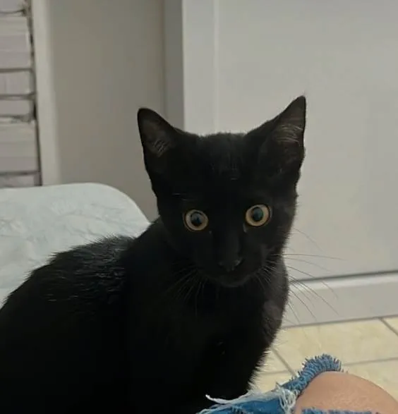 Gato ra a SRD-ViraLata idade 2 a 6 meses nome Magia Negra