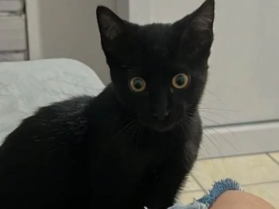 Gato ra a SRD-ViraLata idade 2 a 6 meses nome Magia Negra