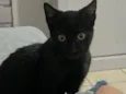 Magia Negra