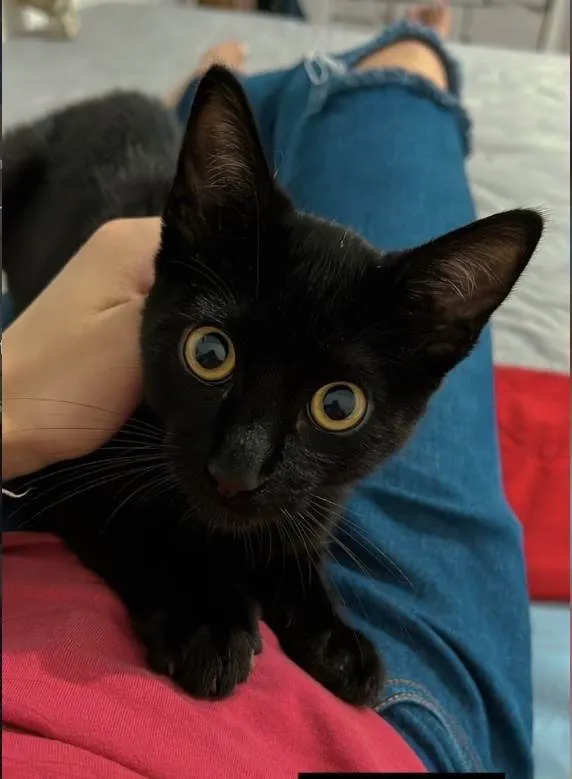 Gato ra a SRD-ViraLata idade 2 a 6 meses nome Fúria da noite