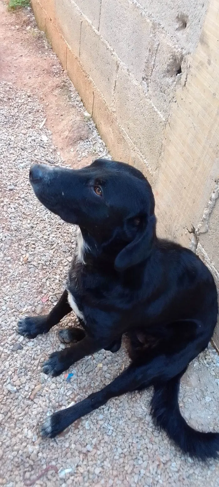 Cachorro ra a SRD-ViraLata idade 1 ano nome Sem nome