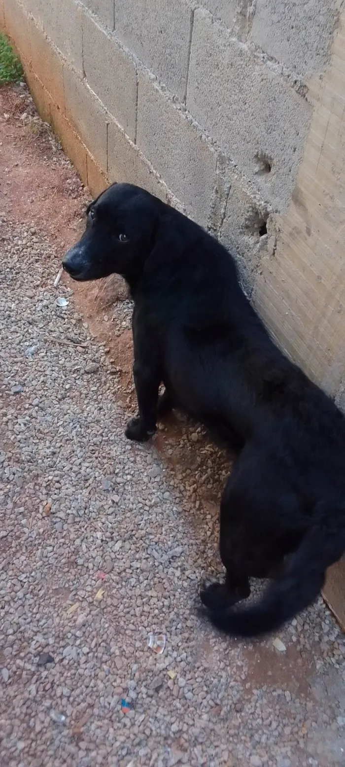 Cachorro ra a SRD-ViraLata idade 1 ano nome Sem nome