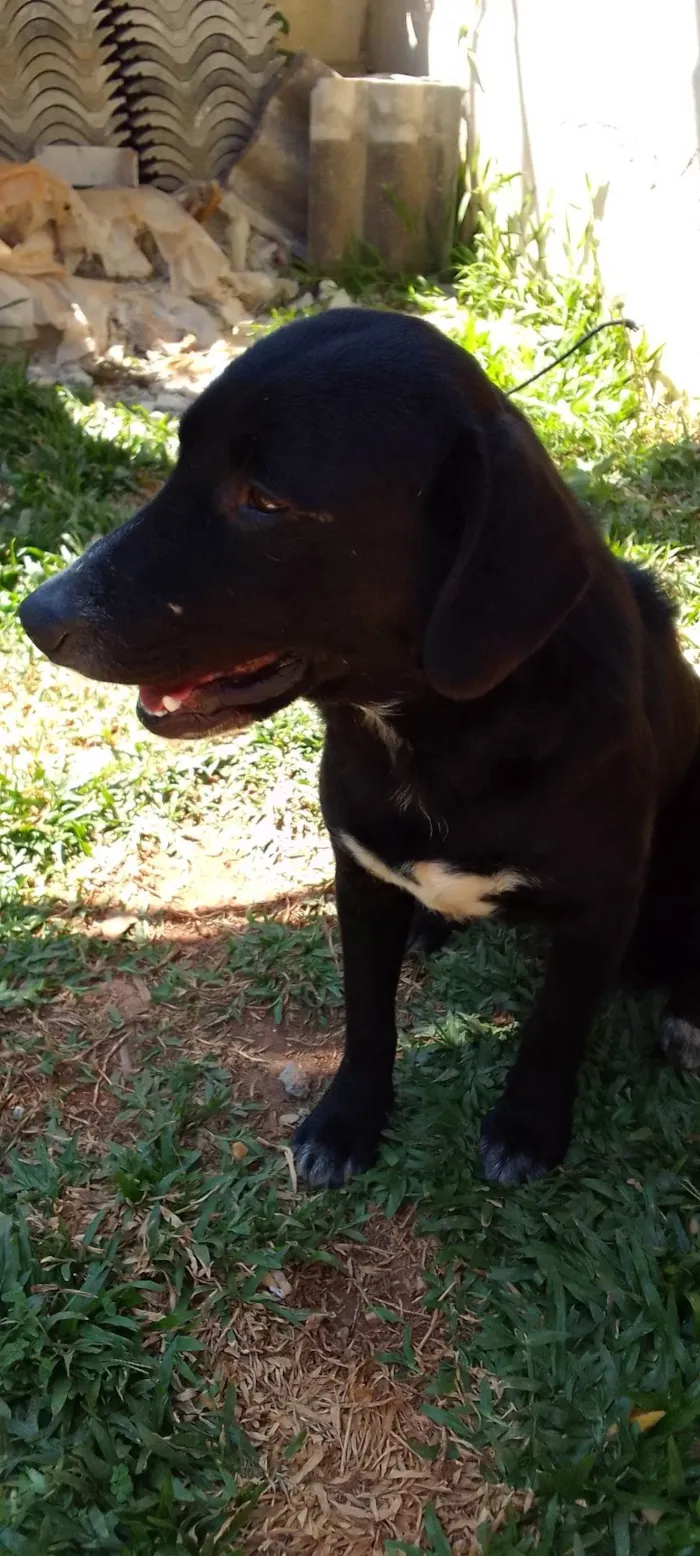 Cachorro ra a SRD-ViraLata idade 1 ano nome Sem nome