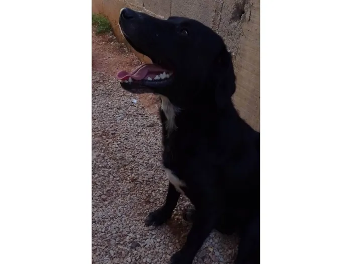 Cachorro ra a SRD-ViraLata idade 1 ano nome Sem nome