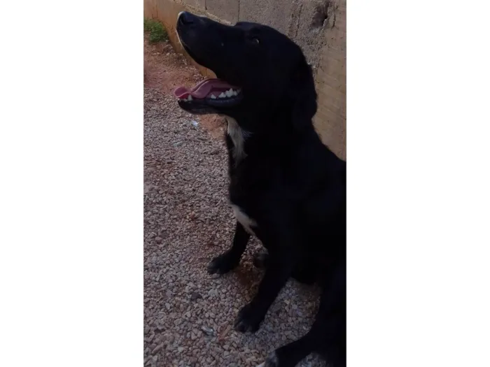 Cachorro ra a SRD-ViraLata idade 1 ano nome Sem nome