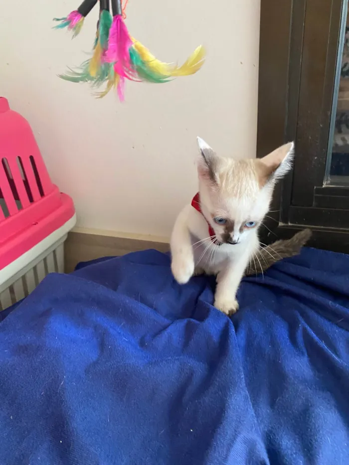 Gato ra a Srd idade Abaixo de 2 meses nome Cadu