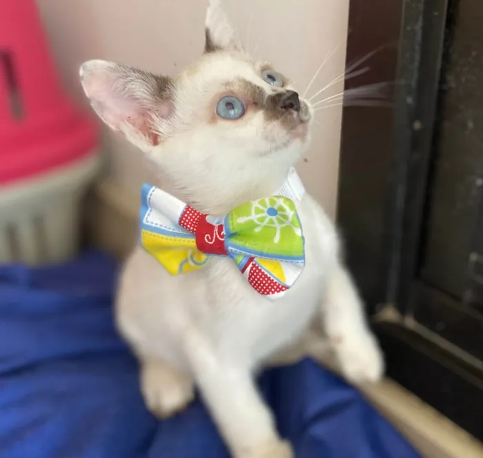 Gato ra a Srd idade Abaixo de 2 meses nome Cadu