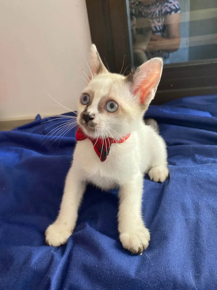 Gato ra a Srd idade Abaixo de 2 meses nome Cadu
