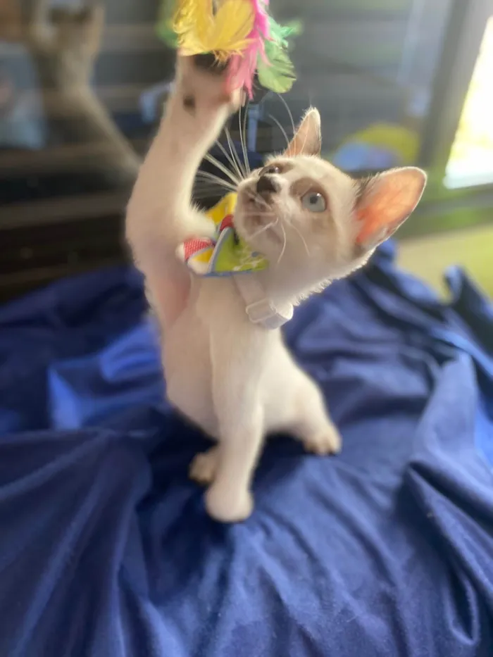 Gato ra a Srd idade Abaixo de 2 meses nome Cadu