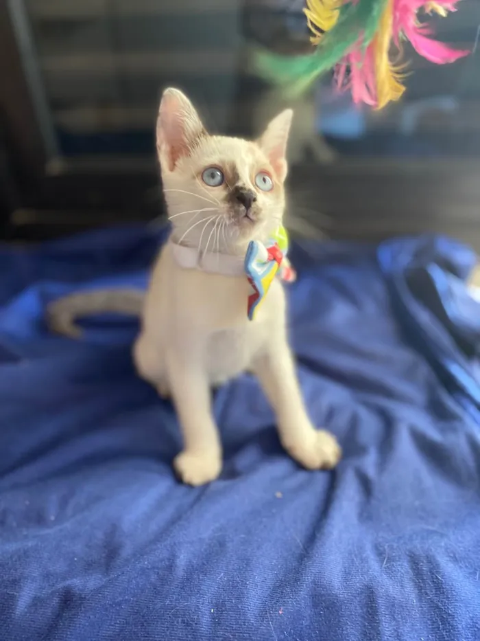Gato ra a Srd idade Abaixo de 2 meses nome Cadu