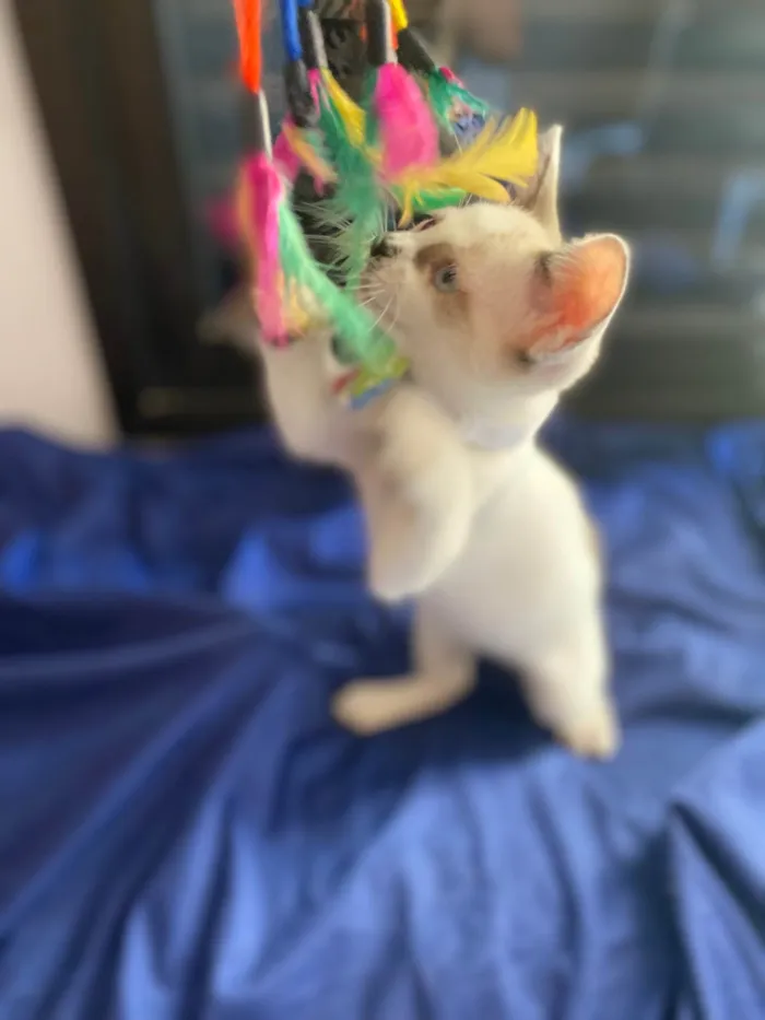 Gato ra a Srd idade Abaixo de 2 meses nome Cadu