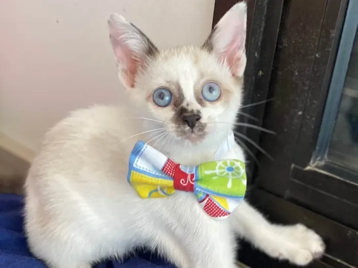 Gato ra a Srd idade Abaixo de 2 meses nome Cadu