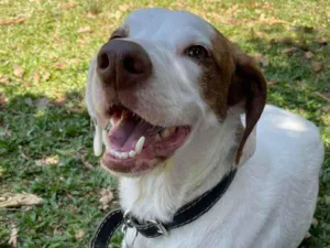 Cachorro raça SRD-ViraLata idade 1 ano nome Costelinha