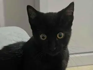 Gato raça SRD-ViraLata idade 2 a 6 meses nome Magia Negra