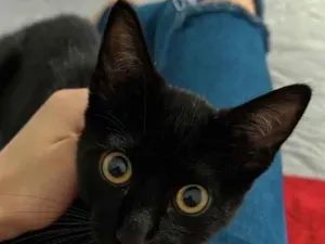 Gato raça SRD-ViraLata idade 2 a 6 meses nome Fúria da noite