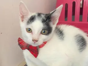 Gato raça Srd idade Abaixo de 2 meses nome Nino