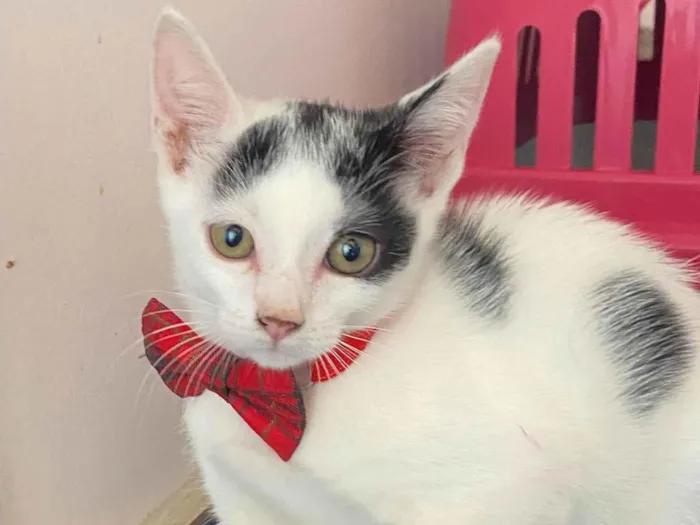 Gato ra a Srd idade Abaixo de 2 meses nome Nino