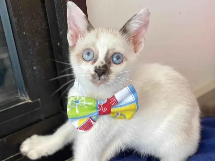 Gato ra a Srd idade Abaixo de 2 meses nome Cadu