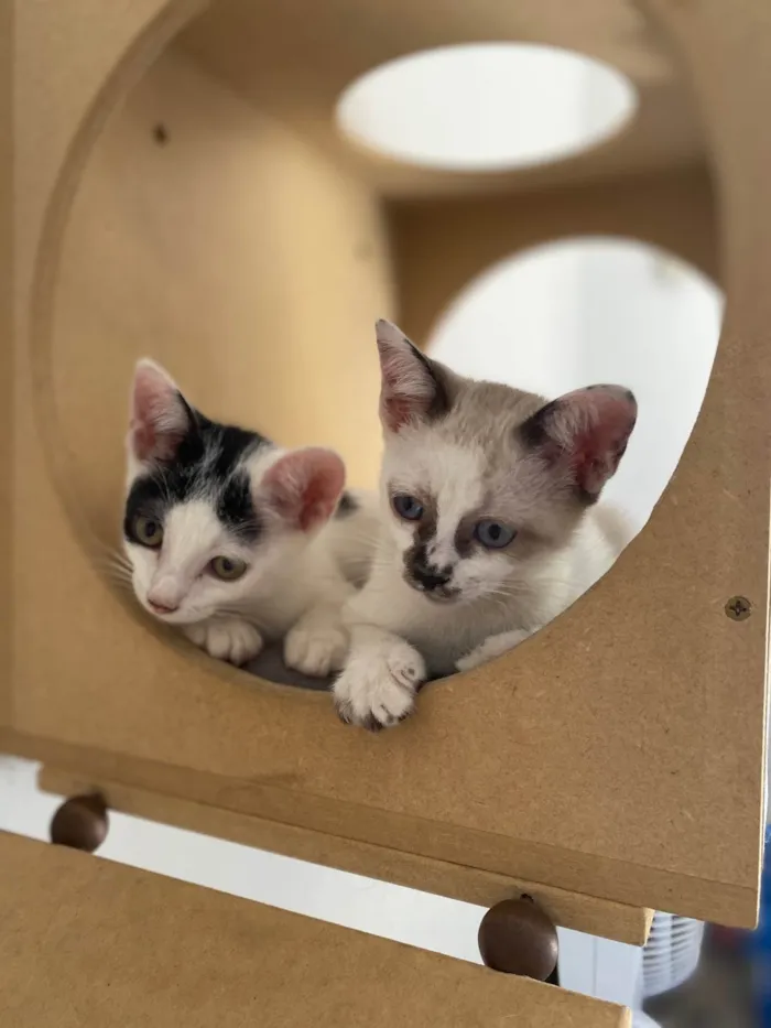Gato ra a Srd idade Abaixo de 2 meses nome Cadu